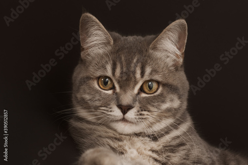 close-up of a beautiful face of a cat with yellow eyes and a soulful look, on a dark background. The photograph is artistically processed, horizontal. Cute pet © Anna Pecherskaia