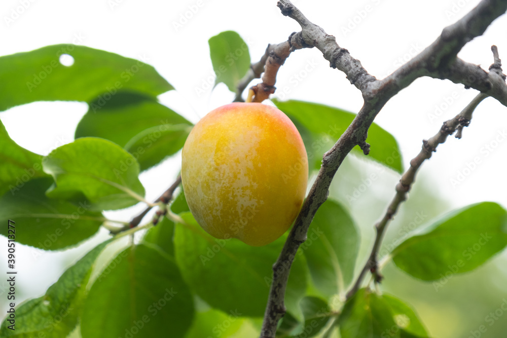 yellow plum, orchard, fruit tree, garden