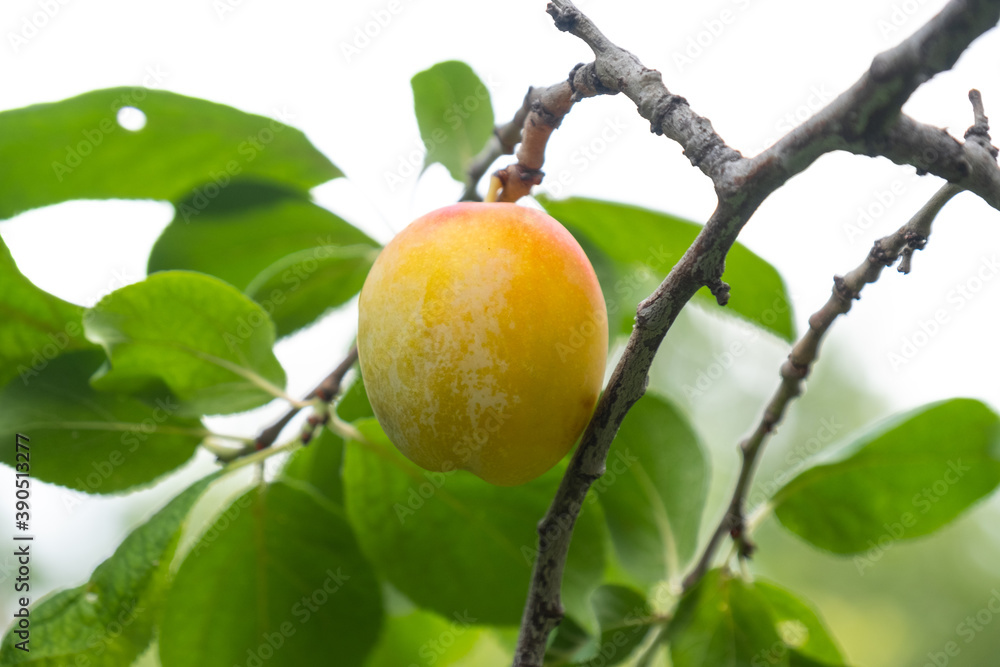 yellow plum, orchard, fruit tree, garden yellow plum, orchard, fruit tree, garden