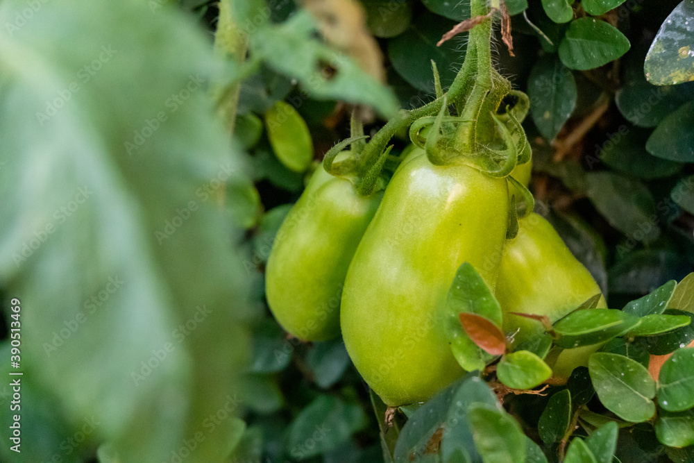 Three unripe tomatoes hanging from the vine close-up, dark green leafy background. Three unripe tomatoes hanging from the vine close-up, dark green leafy background.