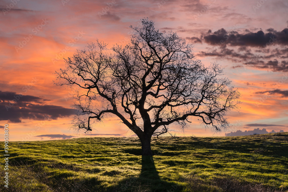 Leafless oak tree on grassy knoll with sunset sky.  