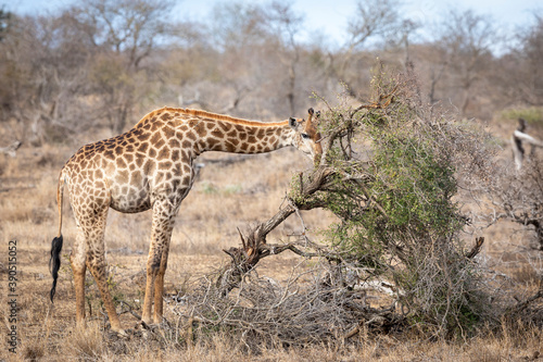 Adult female giraffe standing in dry bush feeding in Kruger Park in South Africa