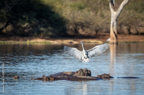 Grey heron with wings open landing on a pod of hippo in water in Kruger Park in South Africa