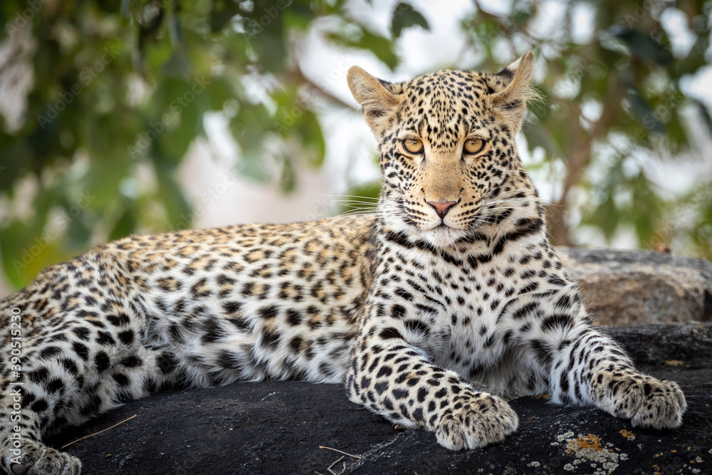 Horizontal portrait of a leopard sitting on a rock looking at camera in Kruger Park in South Africa Horizontal portrait of a leopard sitting on a rock looking at camera in Kruger Park in South Africa