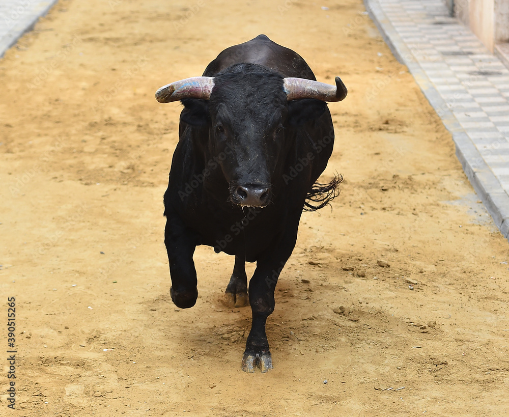 toro negro español con grandes cuernos toro negro español con grandes cuernos