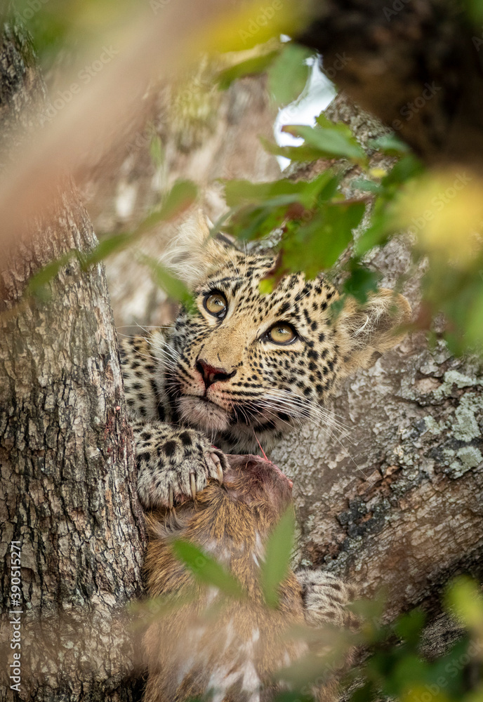 Vertical portrait of a young leopard with its prey sitting in a tree in Kruger Park in South Africa Vertical portrait of a young leopard with its prey sitting in a tree in Kruger Park in South Africa