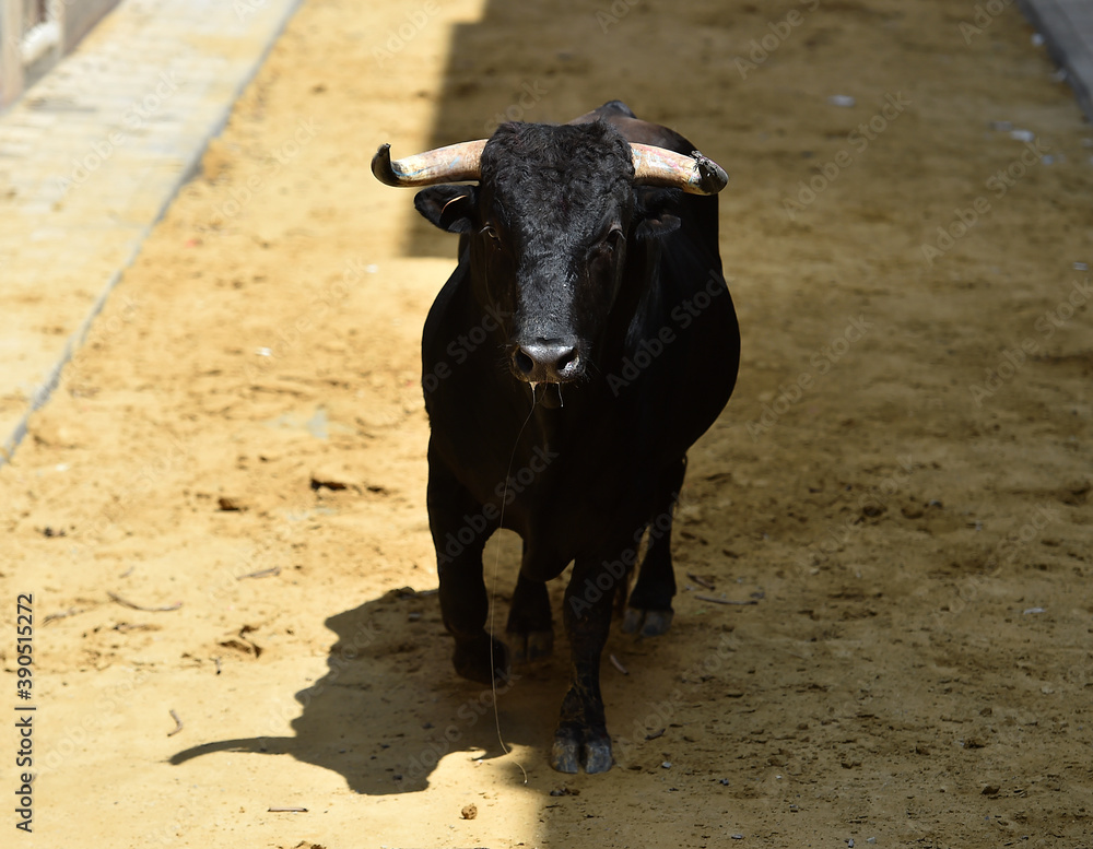 toro negro español con grandes cuernos toro negro español con grandes cuernos