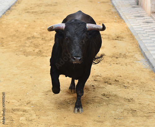 toro negro español con grandes cuernos