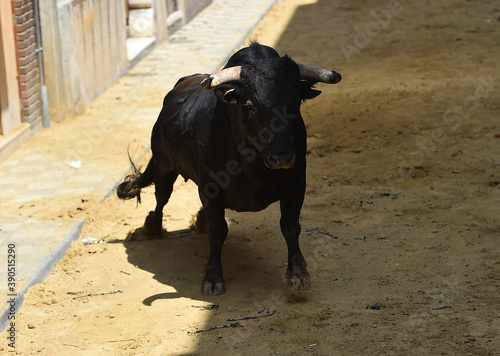 toro negro español con grandes cuernos