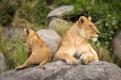 Female lioness and her baby lion cub lying on a large rock in Serengeti in Tanzania