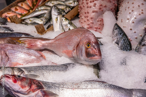 A big pink dentex in a fish market. Common dentex (Dentex dentex) photo