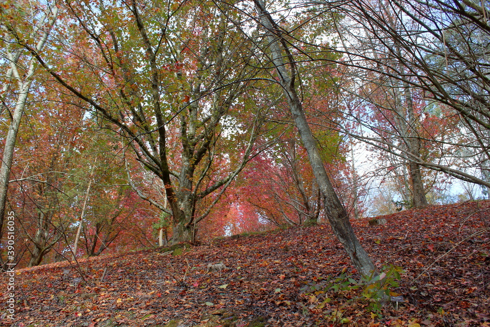 Fototapeta premium autumn in the park in Adelaide, Australia