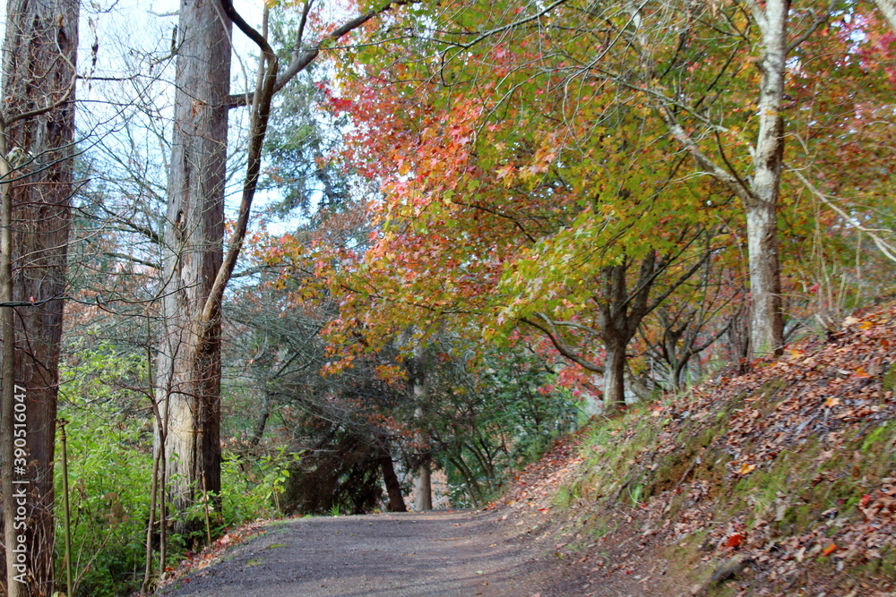 Naklejka premium road in autumn forest in Adelaide, Australia