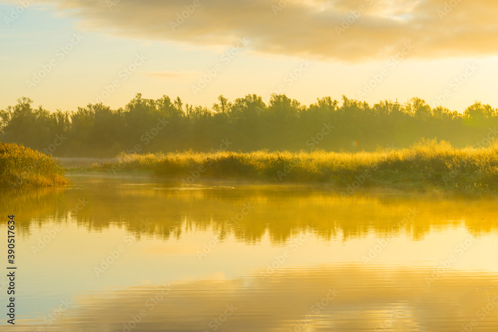 Fototapeta premium Reed along the misty sunny edge of a lake in wetland at sunrise in bright sunlight in autumn, Almere, Flevoland, The Netherlands, November 5, 2020