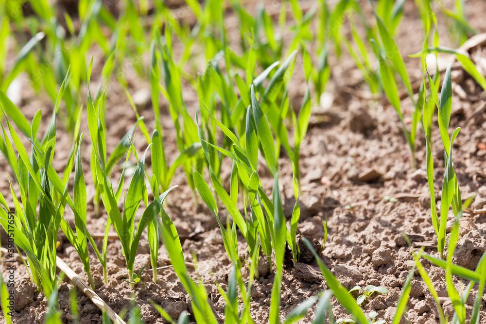 Green grass close up Green grass close up