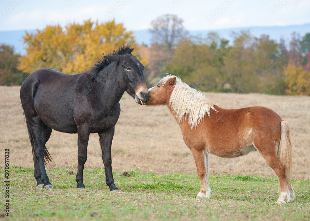 Proud Spirit Horse Rescue