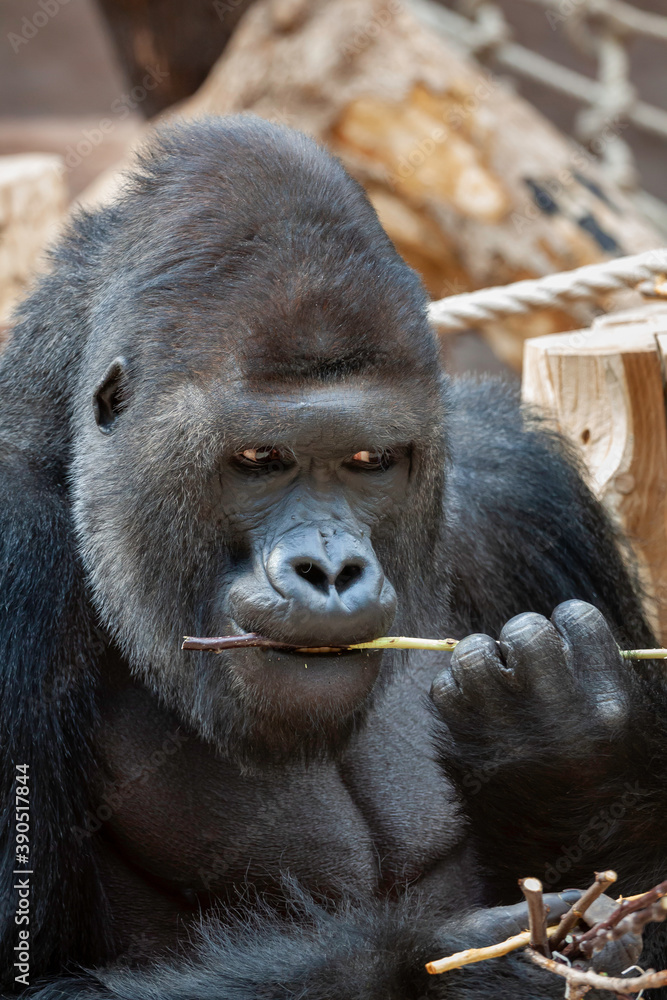 Obraz premium wild adult male black gorilla eats a wooden twig in the park during the day