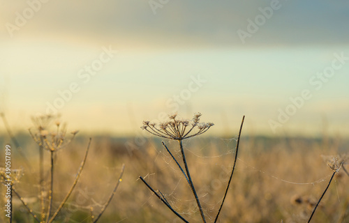 Wild flowers with dew drops in a misty field in wetland at sunrise in an early fall morning under a blue cloudy sky, Almere, Flevoland, The Netherlands, November 5, 2020