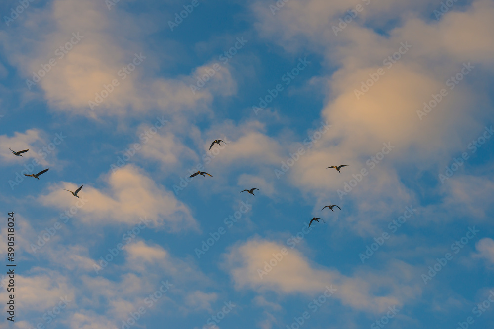 Geese flying in a colorful sky at sunrise in a bright early morning at fall, Almere, Flevoland, The Netherlands, November 5, 2020