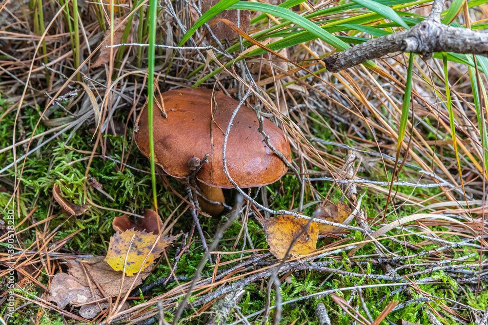 Mushrooms and fungi are always welcome guests in the forest in autumn Mushrooms and fungi are always welcome guests in the forest in autumn