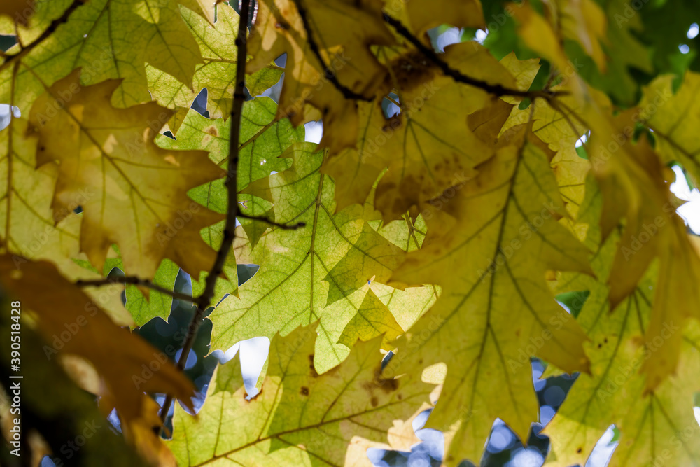 Fototapeta premium oak forest autumn