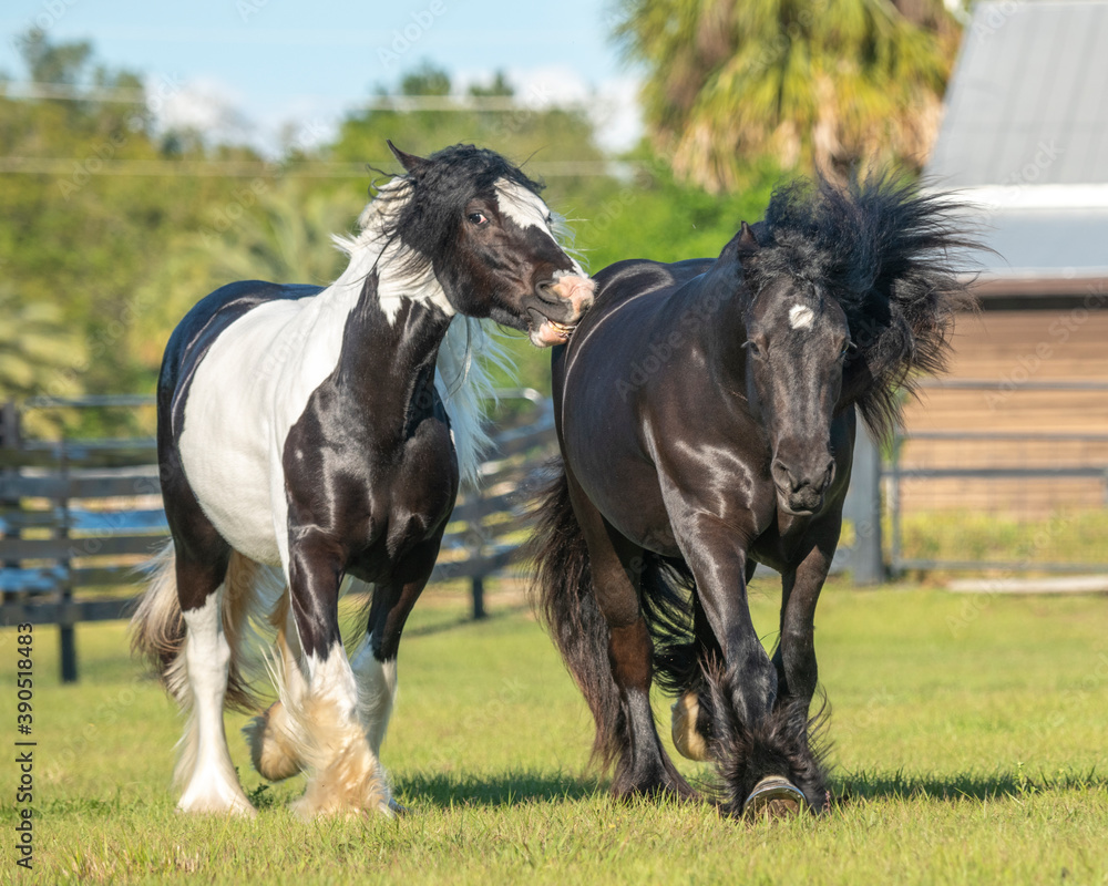 Gypy Vanner Horse mares running in paddock
Gypy Vanner Horse mares running in paddock