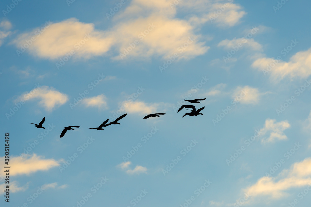Geese flying in a colorful sky at sunrise in a bright early morning at fall, Almere, Flevoland, The Netherlands, November 5, 2020 Geese flying in a colorful sky at sunrise in a bright early morning at fall, Almere, Flevoland, The Netherlands, November 5, 2020