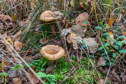 Mushrooms and fungi are always welcome guests in the forest in autumn photo