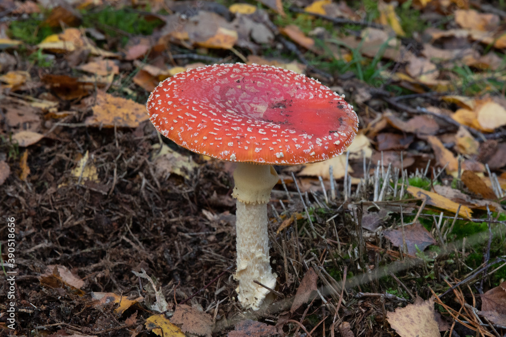 Mushrooms and fungi are always welcome guests in the forest in autumn Mushrooms and fungi are always welcome guests in the forest in autumn
