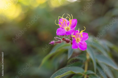 Vintage photo of wild flower in forest