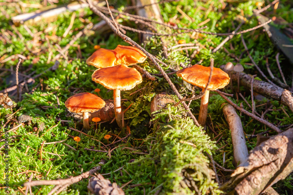 Mushrooms and fungi are always welcome guests in the forest in autumn Mushrooms and fungi are always welcome guests in the forest in autumn