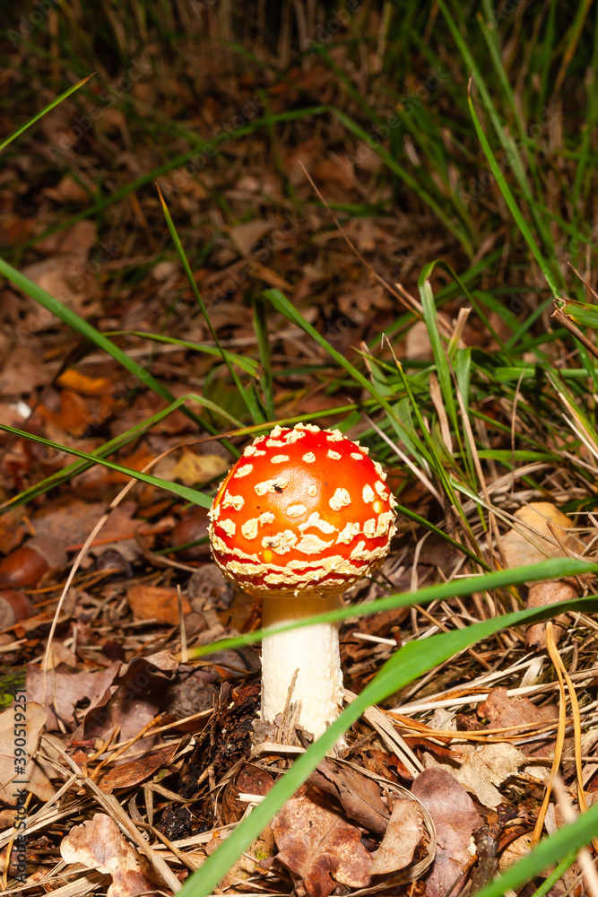 Mushrooms and fungi are always welcome guests in the forest in autumn Mushrooms and fungi are always welcome guests in the forest in autumn