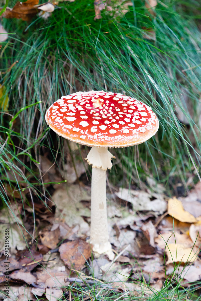 Mushrooms and fungi are always welcome guests in the forest in autumn Mushrooms and fungi are always welcome guests in the forest in autumn