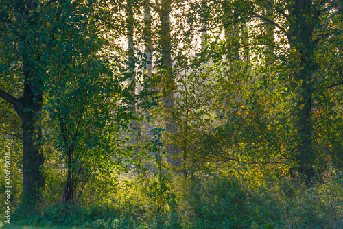 Trees in autumn colors in a field at sunrise under a blue bright sky in sunlight at fall  Almere  Flevoland  The Netherlands  November 5  2020