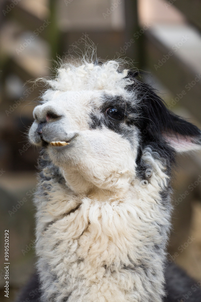 Obraz premium アルパカの顔