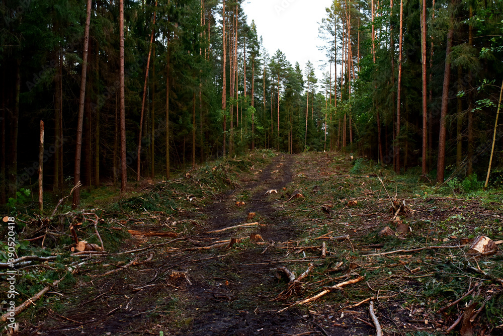 Felled pine trees in forest. Deforestation and Illegal Logging