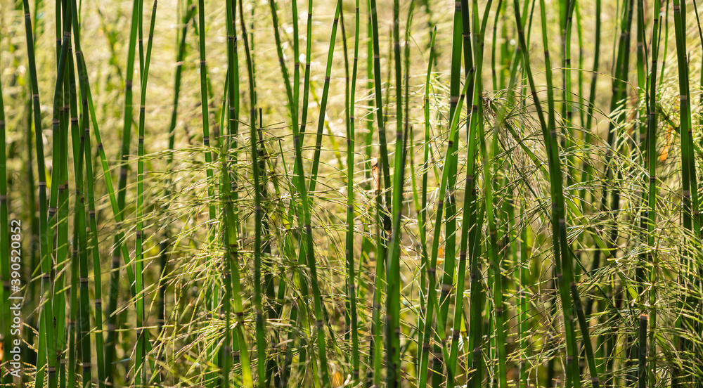 Bamboo plant field in the park, soft selective focus, close up, blurred background, texture. Bamboo plant field in the park, soft selective focus, close up, blurred background, texture.