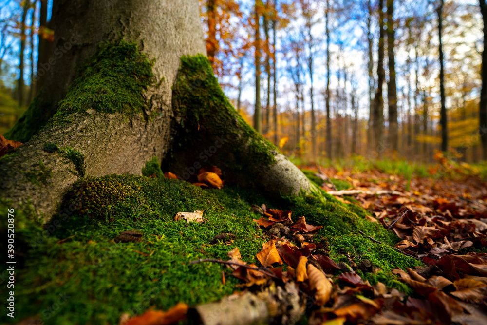 Herbst im Wald, Moos am Fuß der Buche Herbst im Wald, Moos am Fuß der Buche