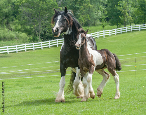 Gypy Vanner Horse mare with foal running at side 