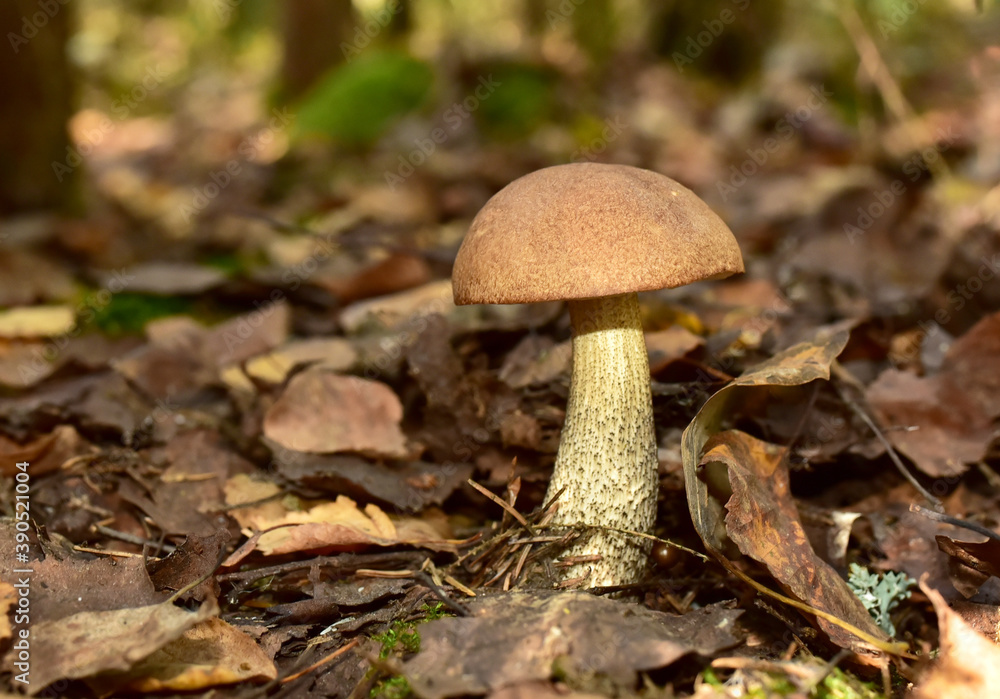 White mushroom in forest in autumn. Big boletus grows in the wildlife against the background of green moss. Porcini bolete mushrooms. Season for picked gourmet mushrooming. White mushroom in forest in autumn. Big boletus grows in the wildlife against the background of green moss. Porcini bolete mushrooms. Season for picked gourmet mushrooming.