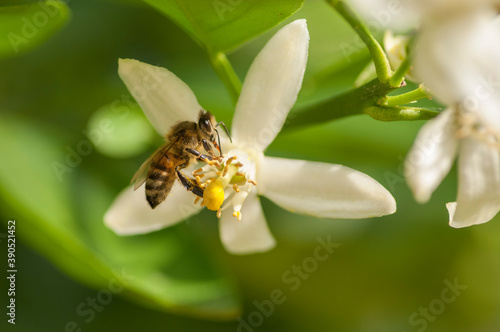 Honey Bee pollinating citrus blossom