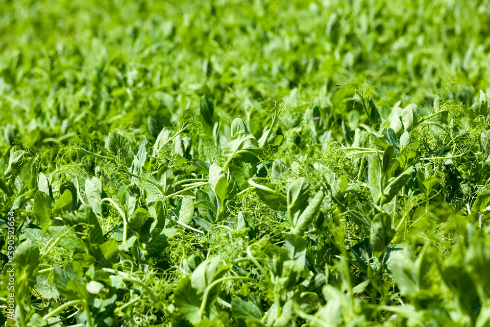 peas are grown on an agricultural field peas are grown on an agricultural field