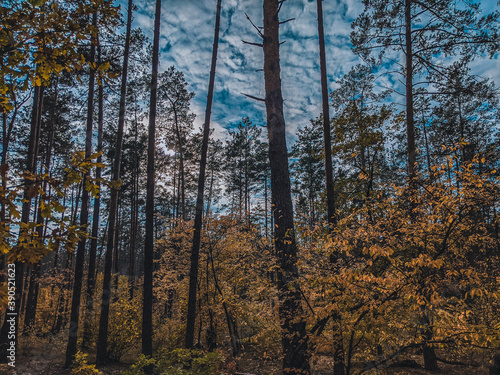 autumn forest in the autumn