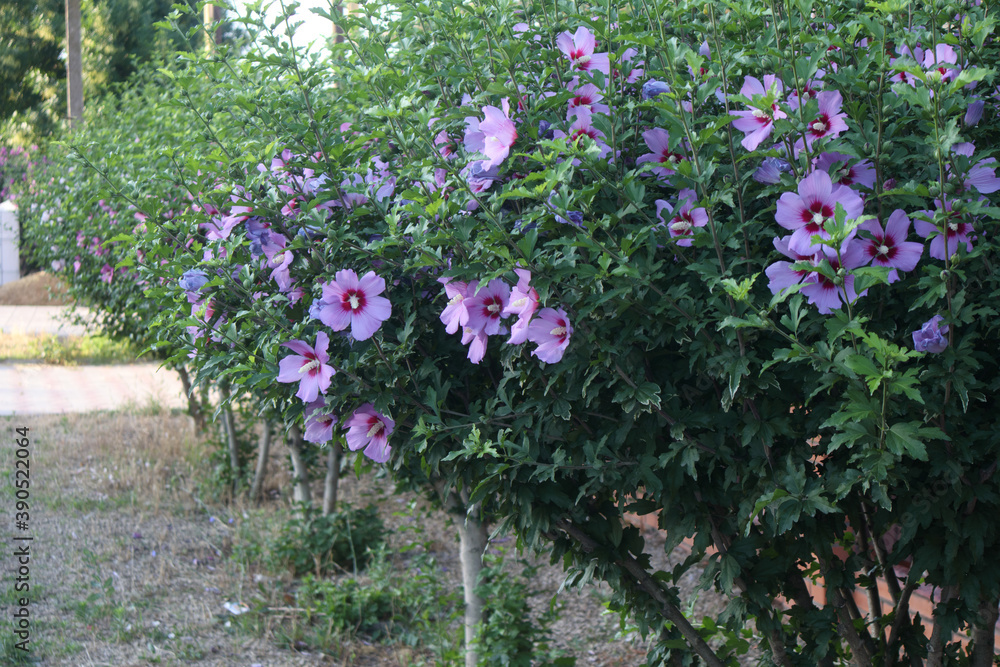 Fototapeta premium Green Bush with blooming flowers