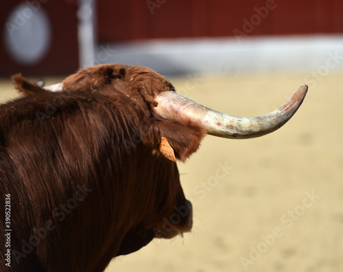 toro bravo español con grandes cuernos photo