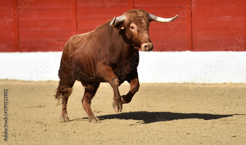 bull red with big horns on the spanish bullring on a traditional spectacle of bullfight