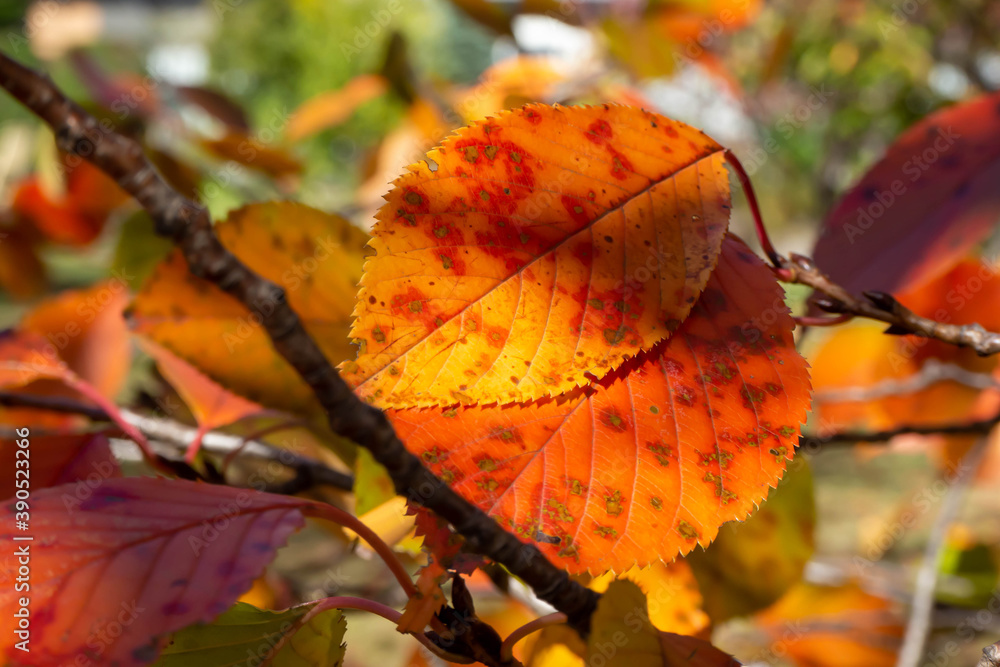 Obraz premium オレンジ色に紅葉した桜の葉っぱ