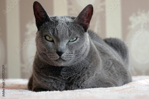 Fotografie Funny Russian blue cat looks suspiciously at the camera.
