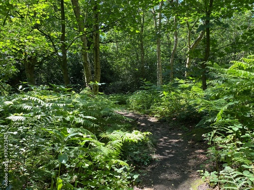 Path leading past bracken  and old trees  in woodland near  Esholt  Bradford  UK