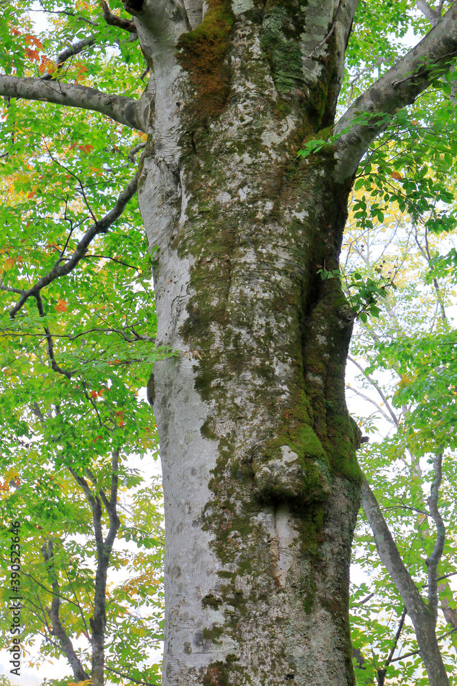 Naklejka premium 三神杉のブナ平